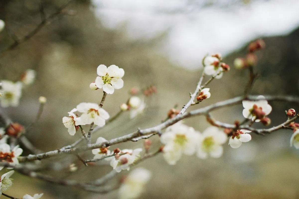 咲きはじめた梅の花