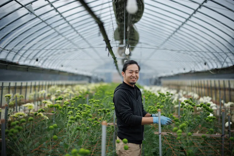 ビニールハウスで菊を育てる生産者